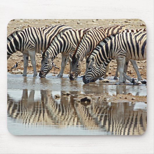 Afrika, Namibia, Etosha NP. Burchell's Zebra Mousepad (Vorne)
