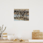 Afrika, Namibia, Etosha NP. Burchell's Zebra Poster (Küche)