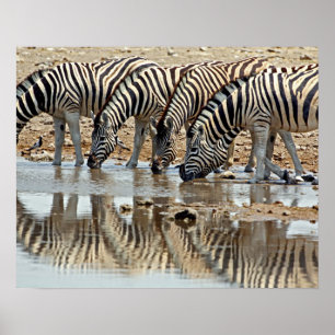 Afrika, Namibia, Etosha NP. Burchell's Zebra Poster