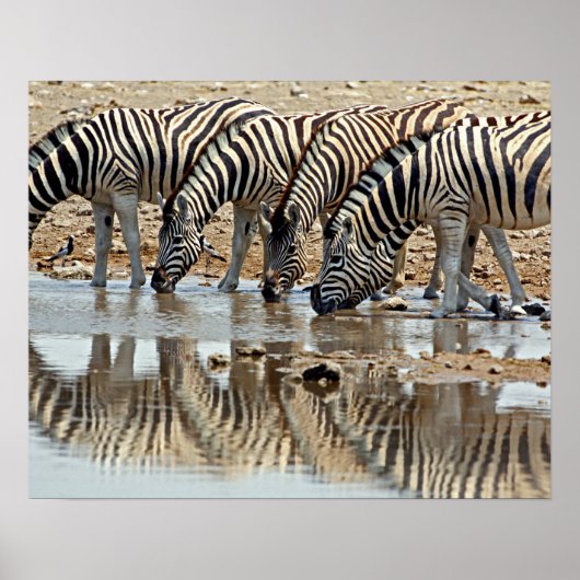 Afrika, Namibia, Etosha NP. Burchell's Zebra Poster (Vorne)