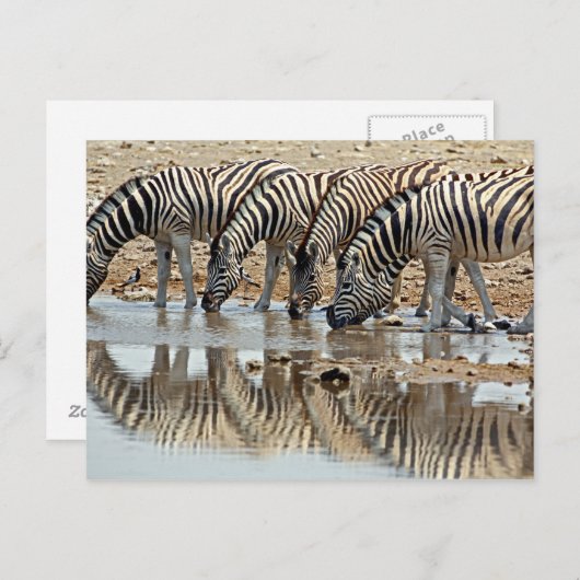 Afrika, Namibia, Etosha NP. Burchell's Zebra Postkarte (Vorne/Hinten)