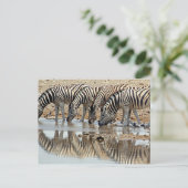 Afrika, Namibia, Etosha NP. Burchell's Zebra Postkarte (Stehend Vorderseite)