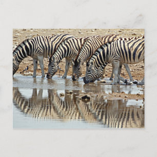 Afrika, Namibia, Etosha NP. Burchell's Zebra Postkarte