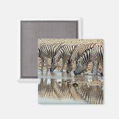 Afrika, Namibia, Etosha NP. Steppenzebra Magnet (Vorderseite/Rückseite)