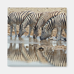 Afrika, Namibia, Etosha NP. Steppenzebra Magnet