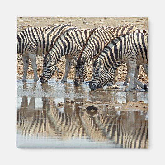 Afrika, Namibia, Etosha NP. Steppenzebra Magnet (Vorne)