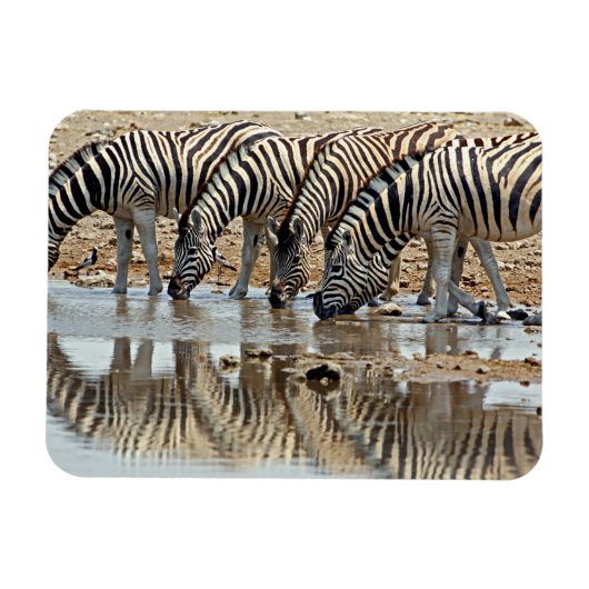 Afrika, Namibia, Etosha NP. Steppenzebra Magnet (Horizontal)