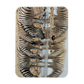 Afrika, Namibia, Etosha NP. Steppenzebra Magnet (Vertikal)