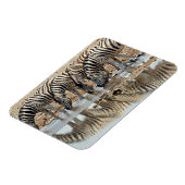 Afrika, Namibia, Etosha NP. Steppenzebra Magnet (Linke Seite)