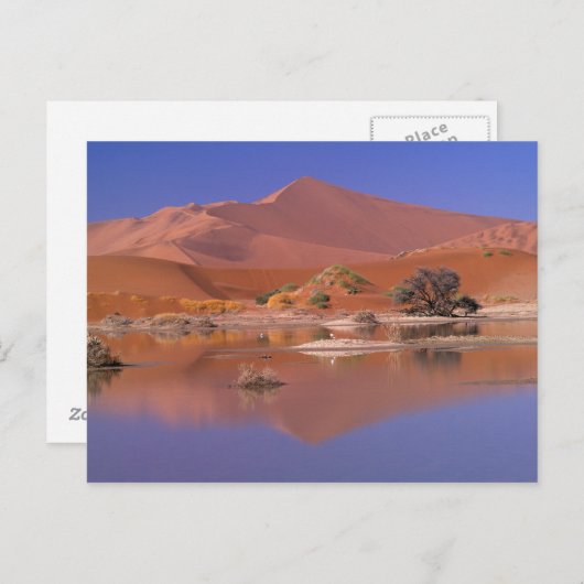 Afrika, Namibia. Namib-Naukluft Park. 2 Postkarte (Vorne/Hinten)