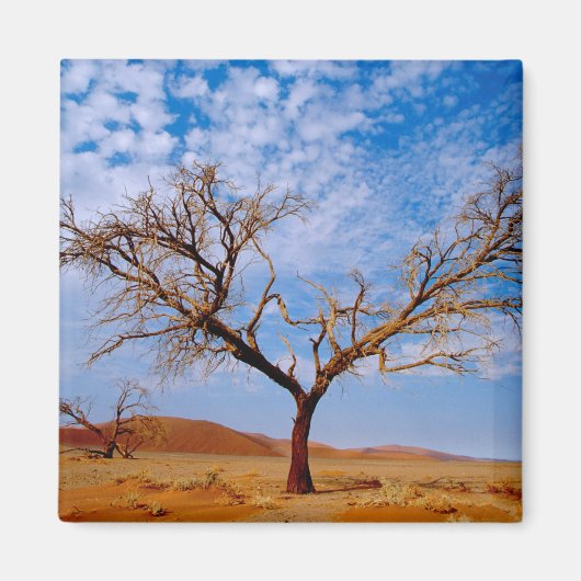 Afrika, Namibia, Naukluft National Park, Magnet (Vorne)
