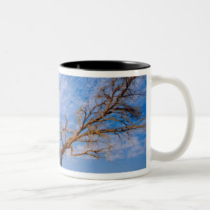 Afrika, Namibia, Naukluft-Nationalpark, Zweifarbige Tasse