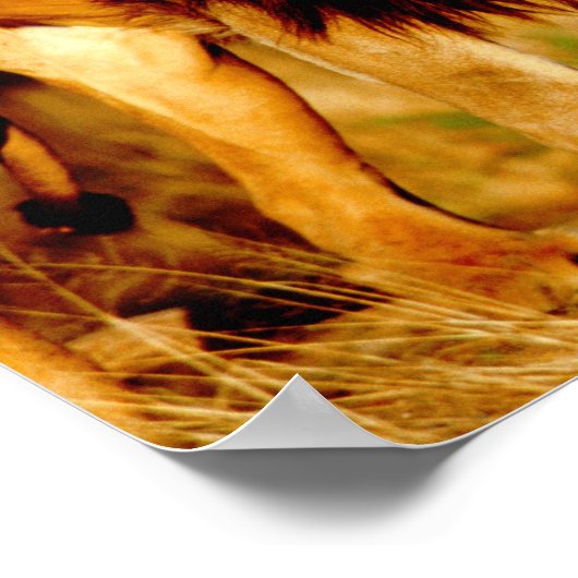 Afrika, Namibia, Okonjima. Ein männlicher Löwe. Poster (Ecke)