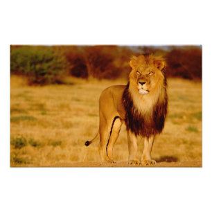 Afrika, Namibia, Okonjima. Einsamer männlicher Löw Fotodruck