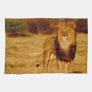 Afrika, Namibia, Okonjima. Einsamer männlicher Löw Geschirrtuch