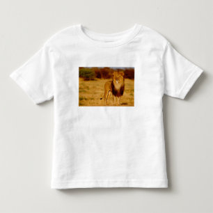 Afrika, Namibia, Okonjima. Einsamer männlicher Löw Kleinkind T-shirt