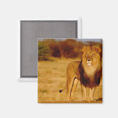 Afrika, Namibia, Okonjima. Einsamer männlicher Löw Magnet (Vorderseite/Rückseite)