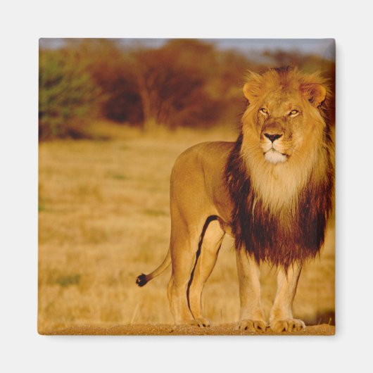 Afrika, Namibia, Okonjima. Einsamer männlicher Löw Magnet (Vorne)