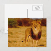 Afrika, Namibia, Okonjima. Einsamer männlicher Löw Postkarte (Vorne/Hinten)