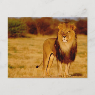 Afrika, Namibia, Okonjima. Einsamer männlicher Löw Postkarte