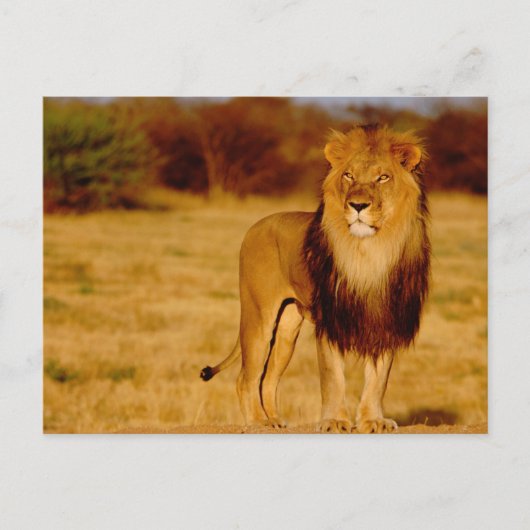 Afrika, Namibia, Okonjima. Einsamer männlicher Löw Postkarte (Vorderseite)
