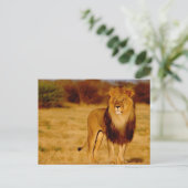 Afrika, Namibia, Okonjima. Einsamer männlicher Löw Postkarte (Stehend Vorderseite)