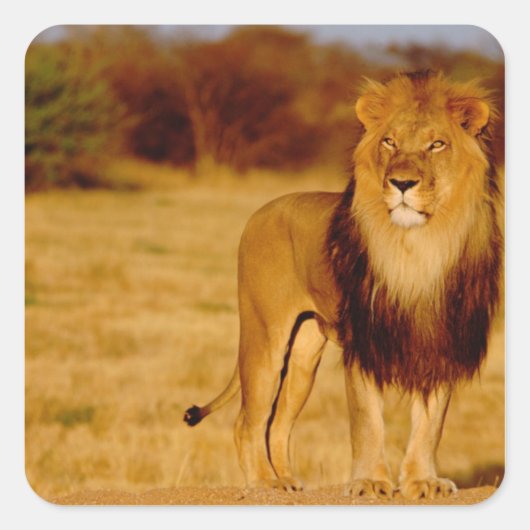 Afrika, Namibia, Okonjima. Einsamer männlicher Löw Quadratischer Aufkleber (Vorderseite)