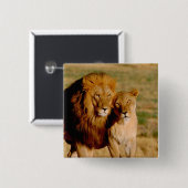 Afrika, Namibia, Okonjima. Löwe Button (Vorne & Hinten)