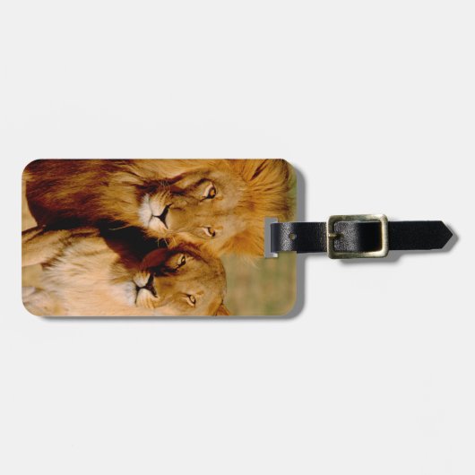 Afrika, Namibia, Okonjima. Löwe Gepäckanhänger (Vorderseite horizontal)