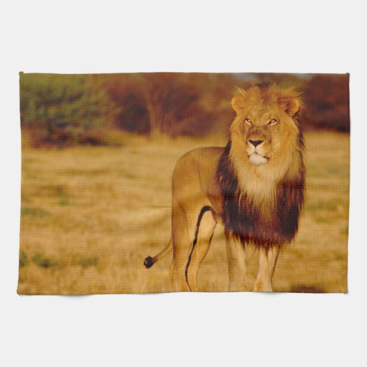 Afrika, Namibia, Okonjima. Löwe Geschirrtuch (Horizontal)