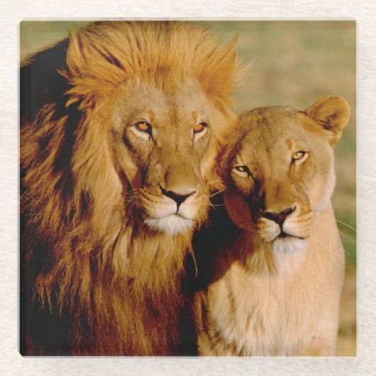 Afrika, Namibia, Okonjima. Löwe Glasuntersetzer (Vorderseite)