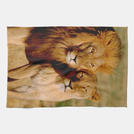 Afrika, Namibia, Okonjima. Löwe Küchentuch (Horizontal)