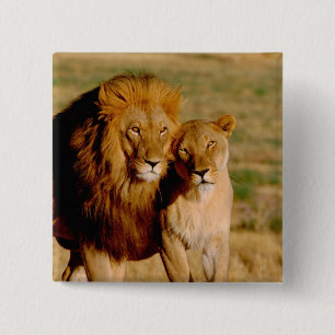 Afrika, Namibia, Okonjima. Löwe & Löwin Button