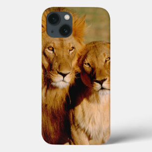 Afrika, Namibia, Okonjima. Löwe & Löwin Case-Mate iPhone Hülle