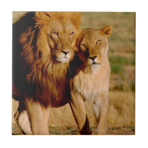 Afrika, Namibia, Okonjima. Löwe & Löwin Fliese