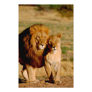 Afrika, Namibia, Okonjima. Löwe & Löwin Fotodruck