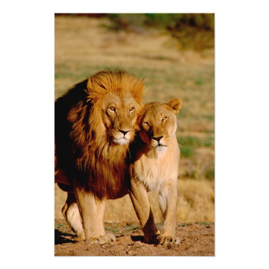Afrika, Namibia, Okonjima. Löwe & Löwin Fotodruck (Vorne)