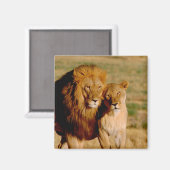 Afrika, Namibia, Okonjima. Löwe & Löwin Magnet (Vorderseite/Rückseite)