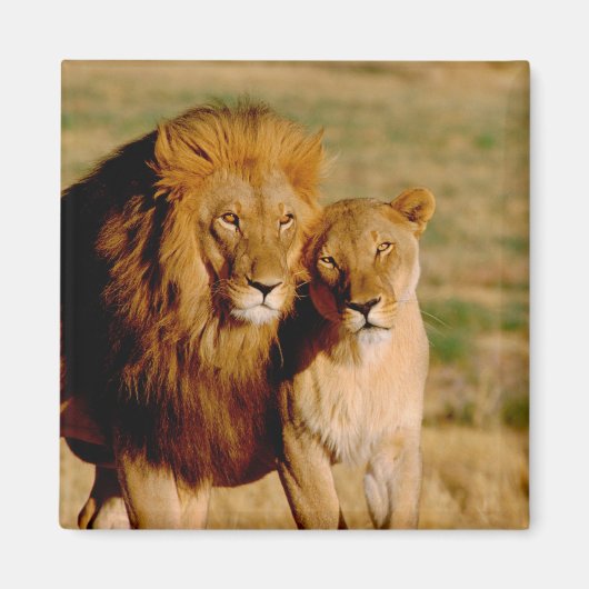 Afrika, Namibia, Okonjima. Löwe & Löwin Magnet (Vorne)
