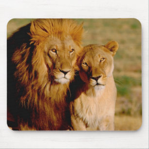 Afrika, Namibia, Okonjima. Löwe & Löwin Mousepad
