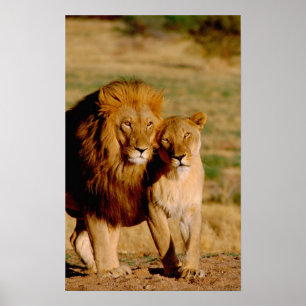 Afrika, Namibia, Okonjima. Löwe & Löwin Poster