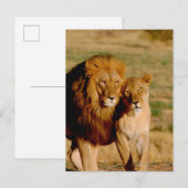 Afrika, Namibia, Okonjima. Löwe & Löwin Postkarte (Vorne/Hinten)