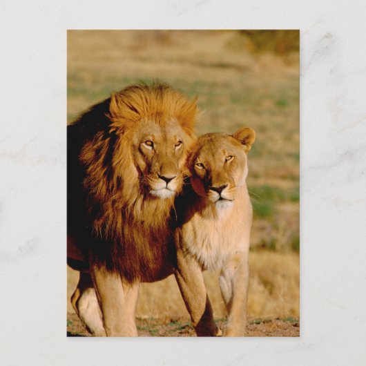 Afrika, Namibia, Okonjima. Löwe & Löwin Postkarte (Vorderseite)