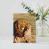Afrika, Namibia, Okonjima. Löwe & Löwin Postkarte (Stehend Vorderseite)