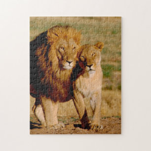 Afrika, Namibia, Okonjima. Löwe & Löwin Puzzle