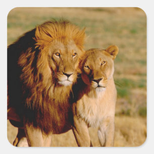 Afrika, Namibia, Okonjima. Löwe & Löwin Quadratischer Aufkleber