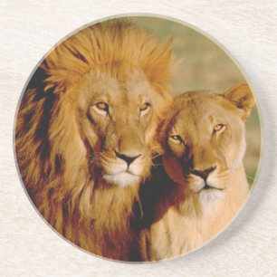 Afrika, Namibia, Okonjima. Löwe & Löwin Sandstein Untersetzer
