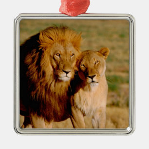 Afrika, Namibia, Okonjima. Löwe & Löwin Silbernes Ornament