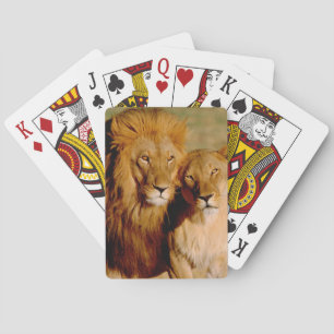 Afrika, Namibia, Okonjima. Löwe & Löwin Spielkarten