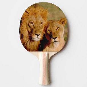 Afrika, Namibia, Okonjima. Löwe & Löwin Tischtennis Schläger